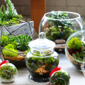 Флорариум своими руками: пошаговый мастер-класс по созданию потрясающего мини-сада за стеклом фото