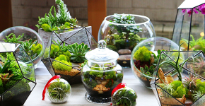 Флорариум своими руками: пошаговый мастер-класс по созданию потрясающего мини-сада за стеклом фото