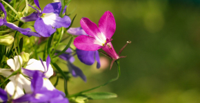 Лобелия (75+ фото): яркое обильное цветение на весь теплый период фото
