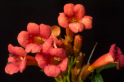 Фото 17 Кампсис или бигнония (65+ фото цветов): посадка и уход, секреты правильного выращивания и обрезки