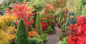 Роскошь осеннего сада — японский багрянник: все о кустарнике и правильном уходе за ним фото