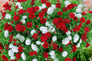 Фото 6 Турецкая гвоздика (60+ фото цветов): все секреты посадки, ухода и защиты от вредителей