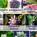 Ядовитые комнатные растения (фото и названия): 10 самых опасных растений, которые не стоит держать дома! фото
