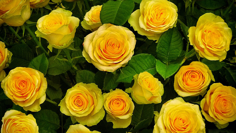 Желтые цветы: фото видов с названиями маленьких многолетних садовых на  клумбе дачи