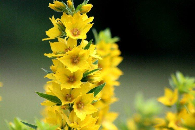 Жёлтые цветы-однолетки